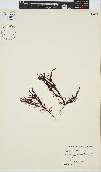 Image of Mastocarpus agardhii