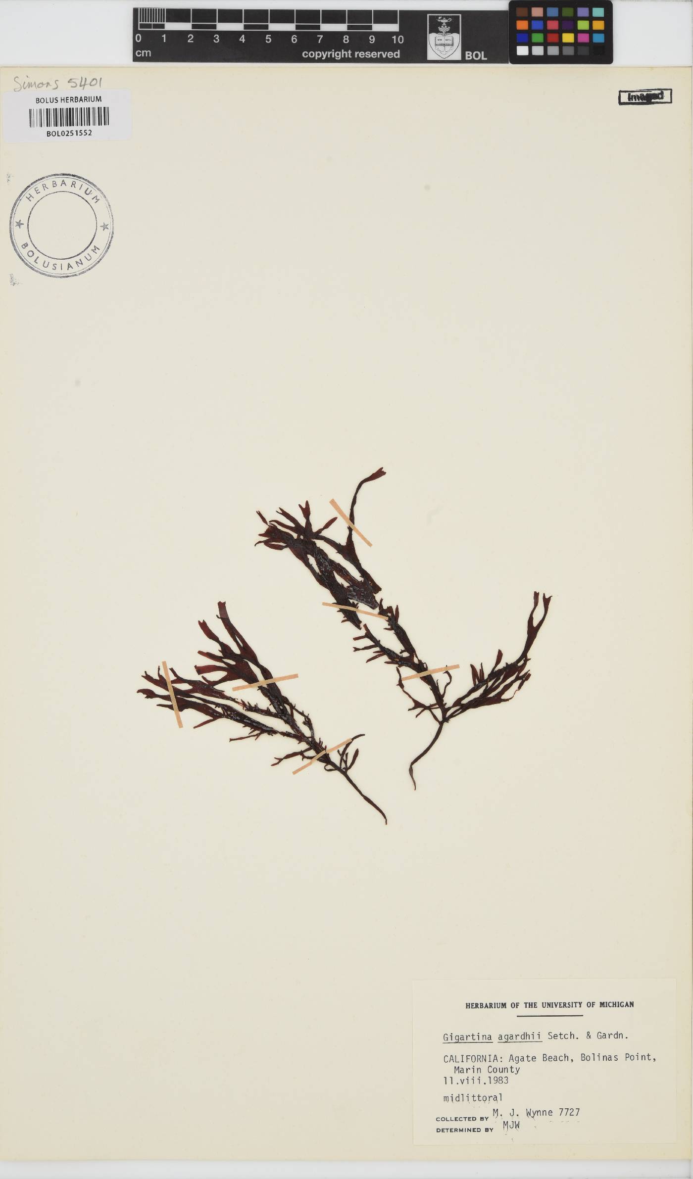 Mastocarpus agardhii image