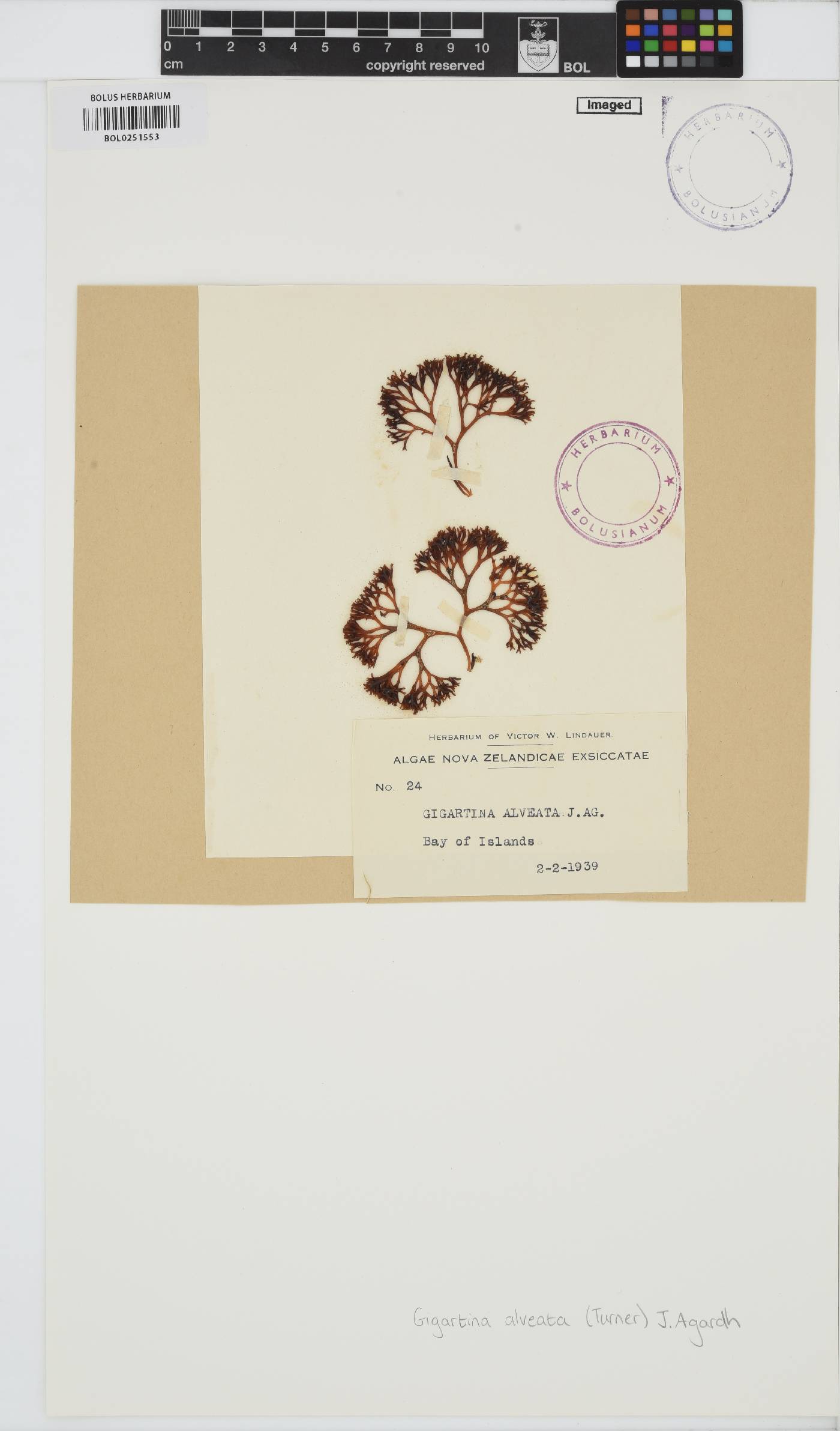 Psilophycus image