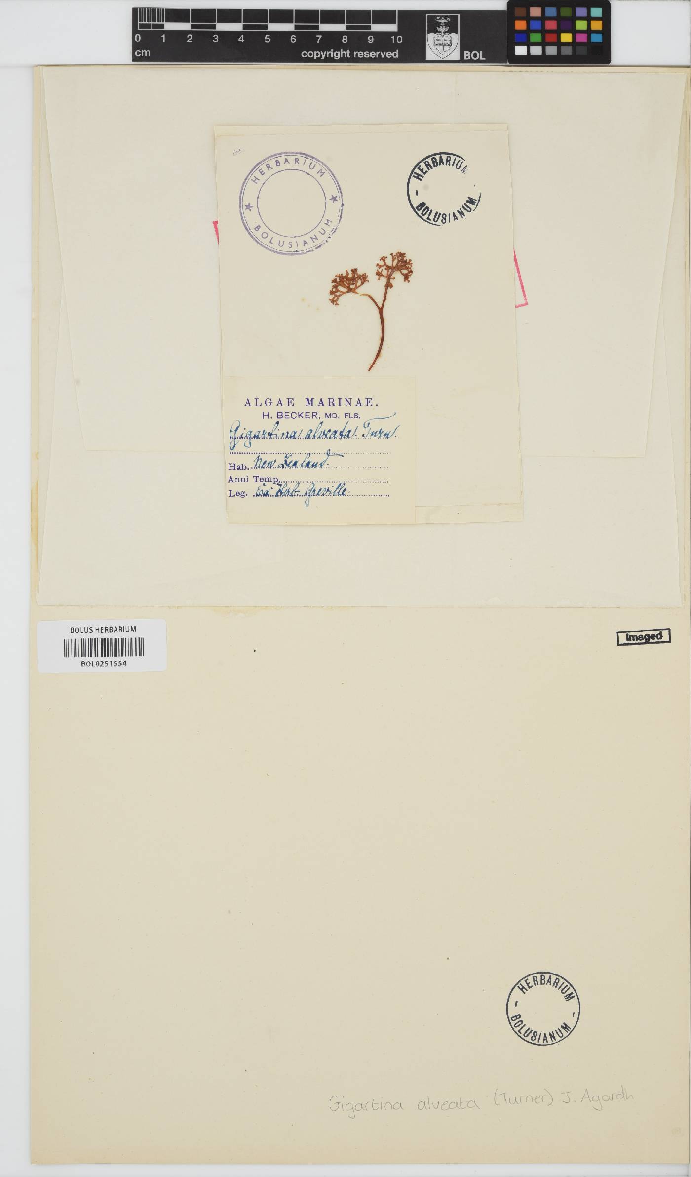 Psilophycus alveatus image