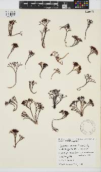 Psilophycus alveatus image