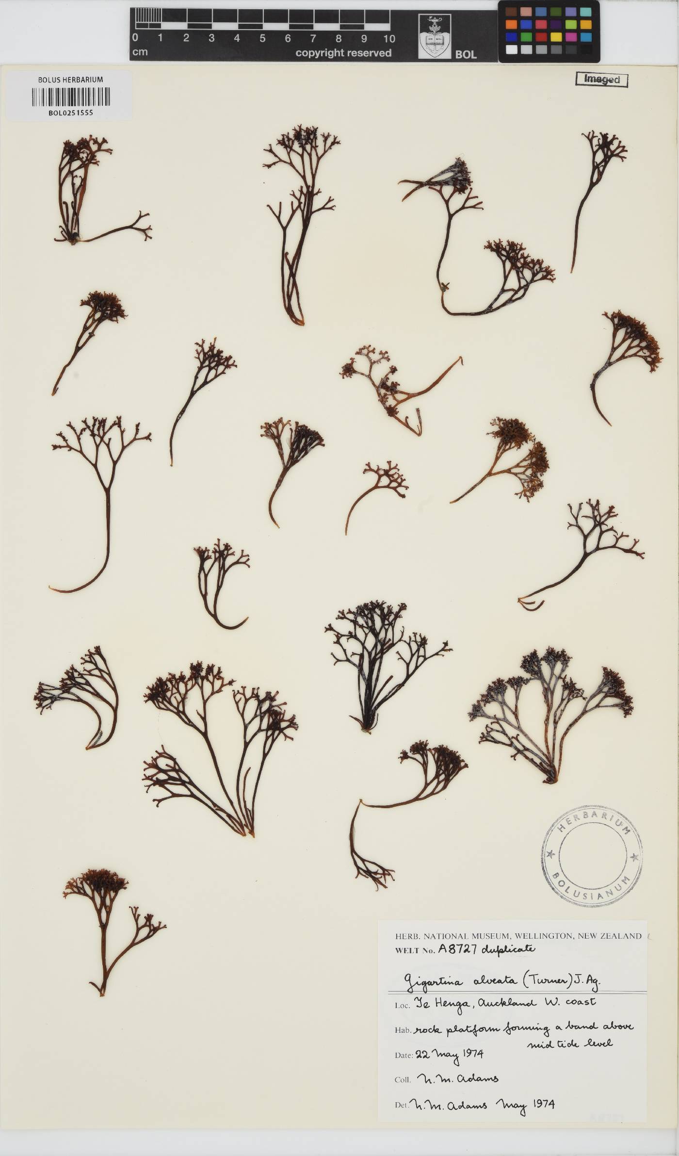 Psilophycus alveatus image