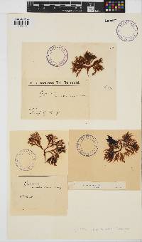 Image of Gigartina ancistroclada