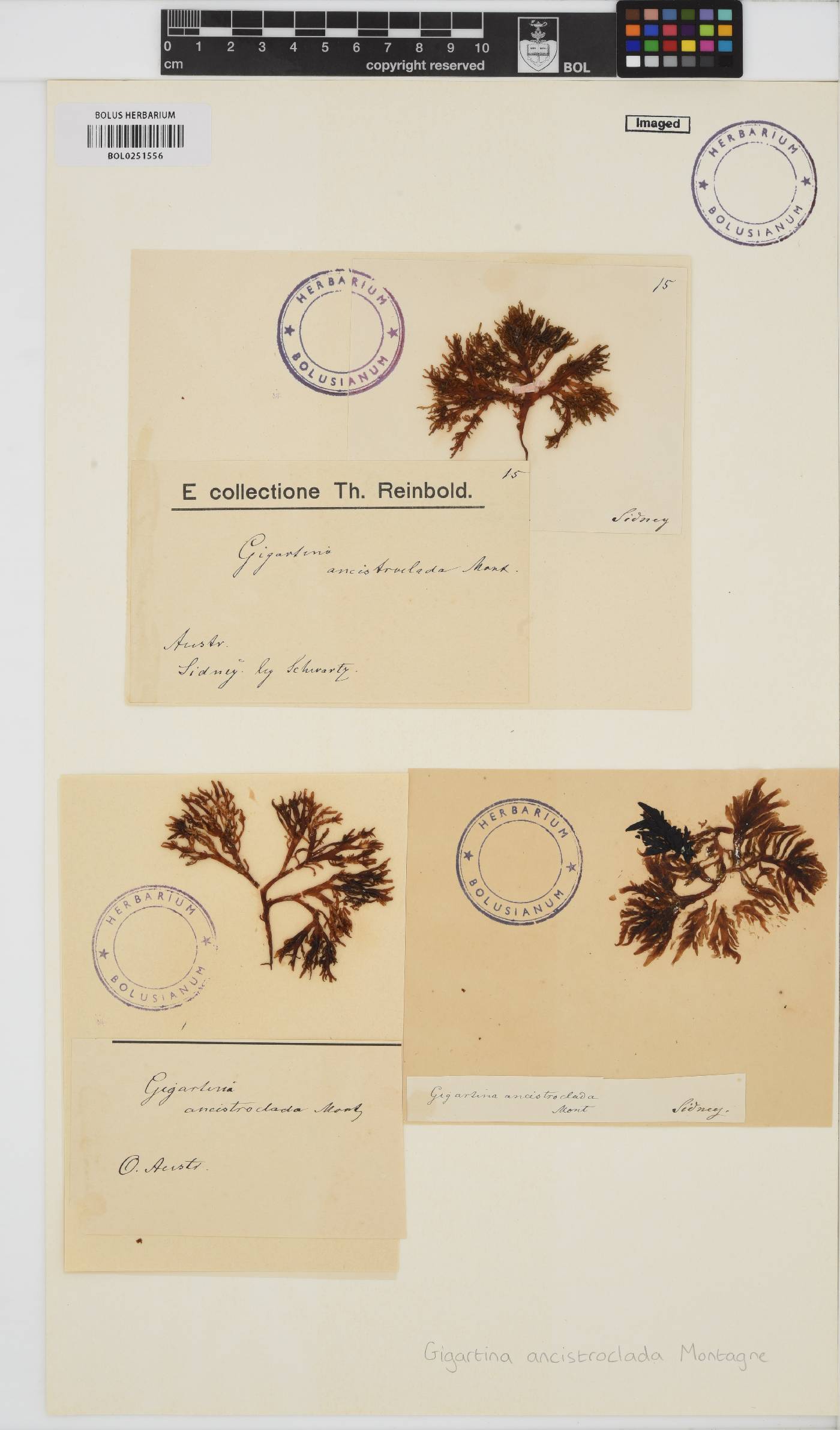 Gigartina ancistroclada image