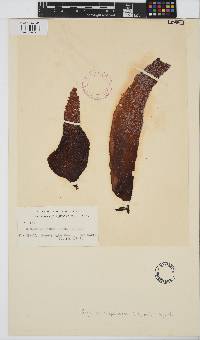 Image of Sarcothalia atropurpurea