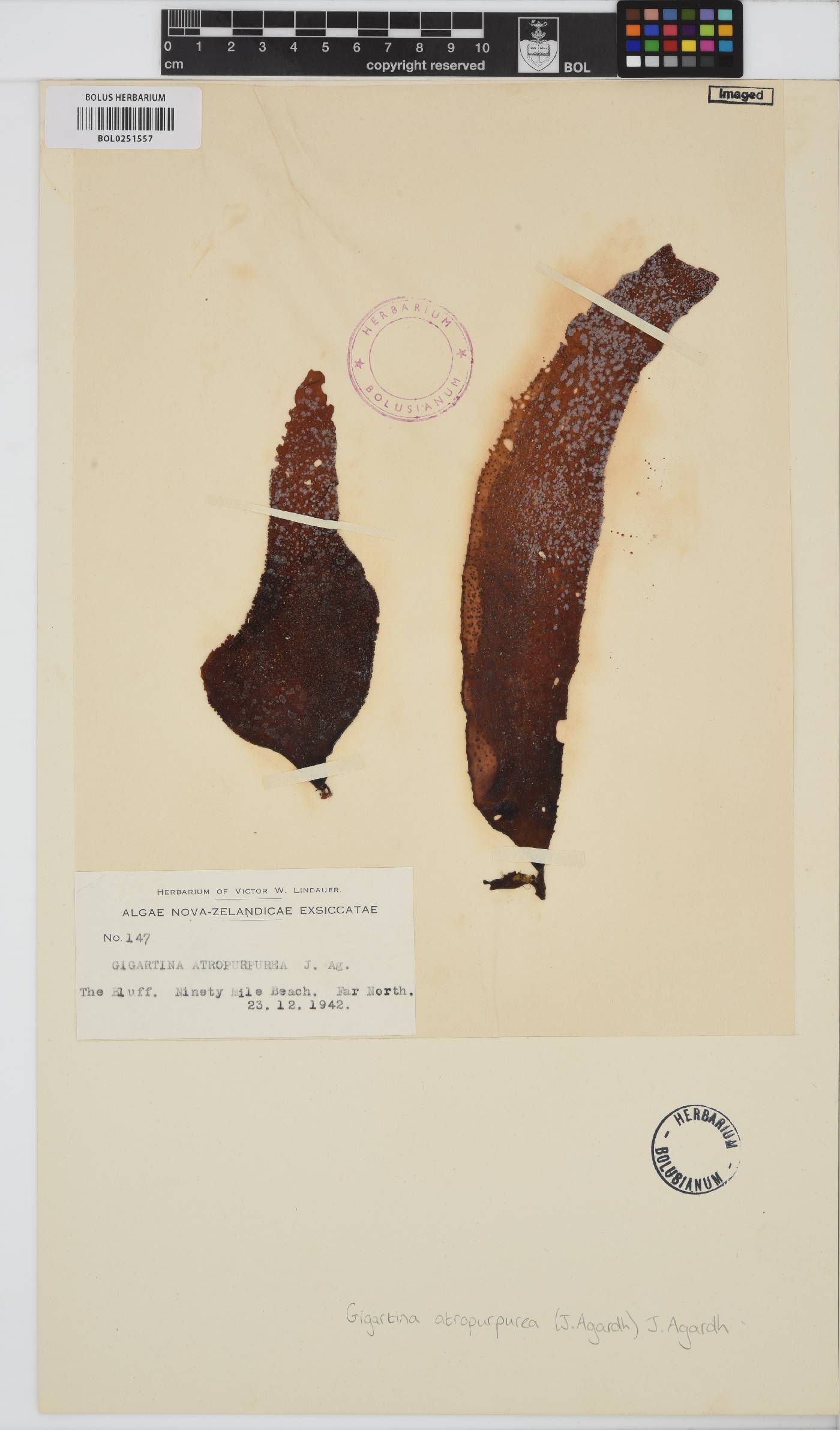 Sarcothalia atropurpurea image