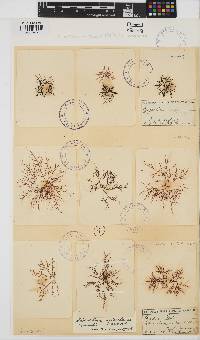 Chondracanthus acicularis image