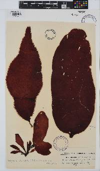 Gigartina bracteata image