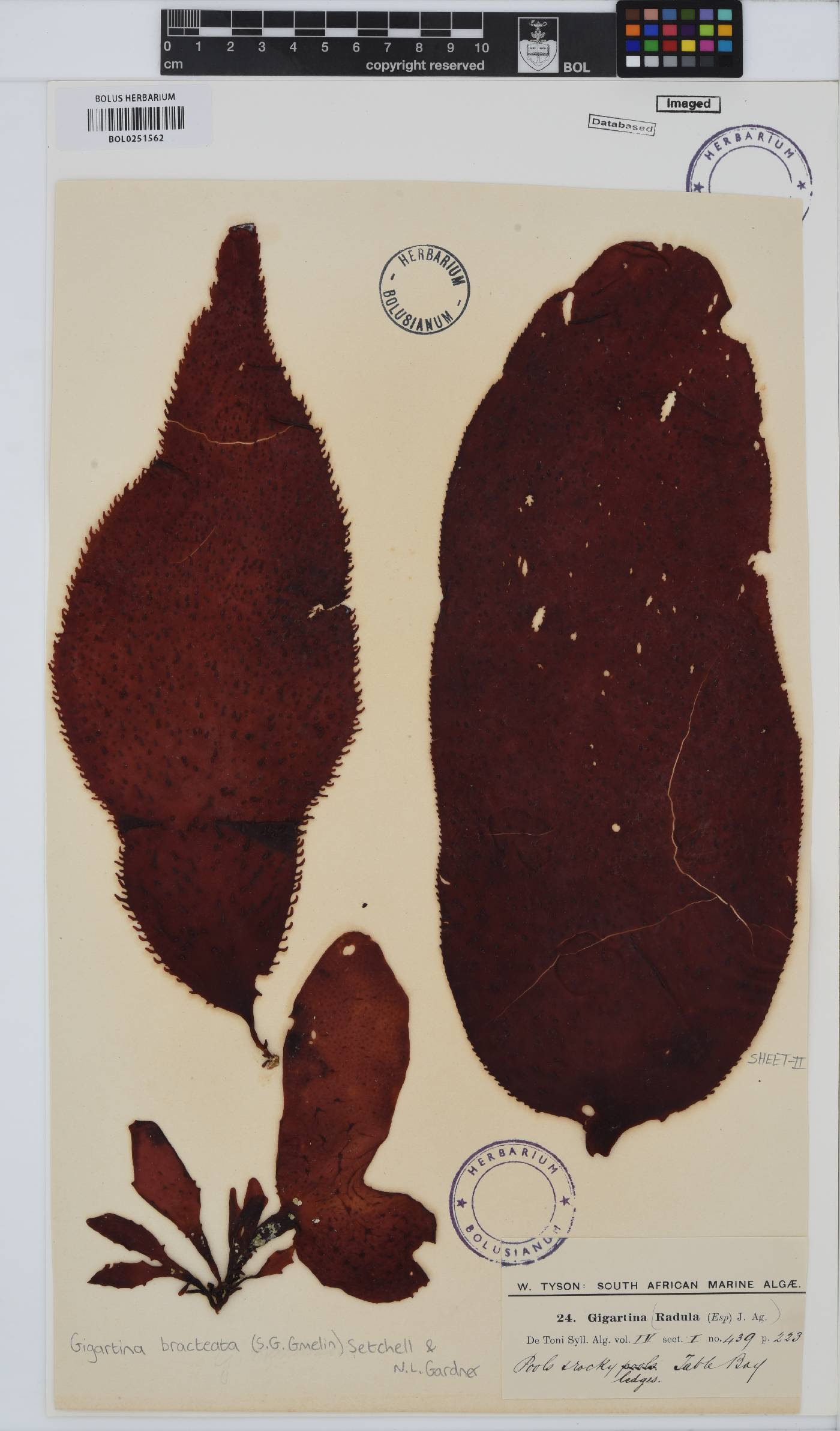 Gigartina bracteata image