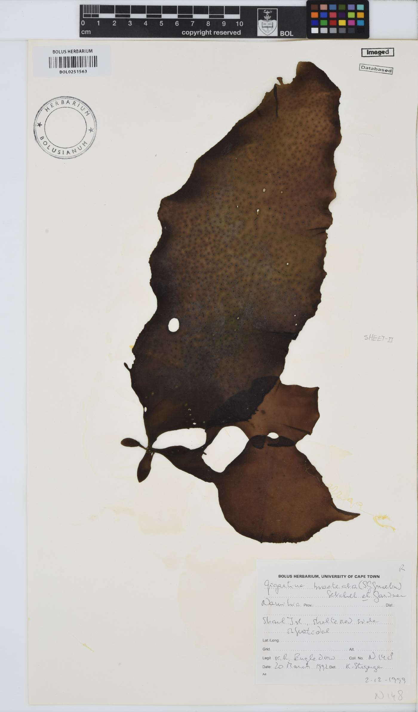 Gigartina bracteata image