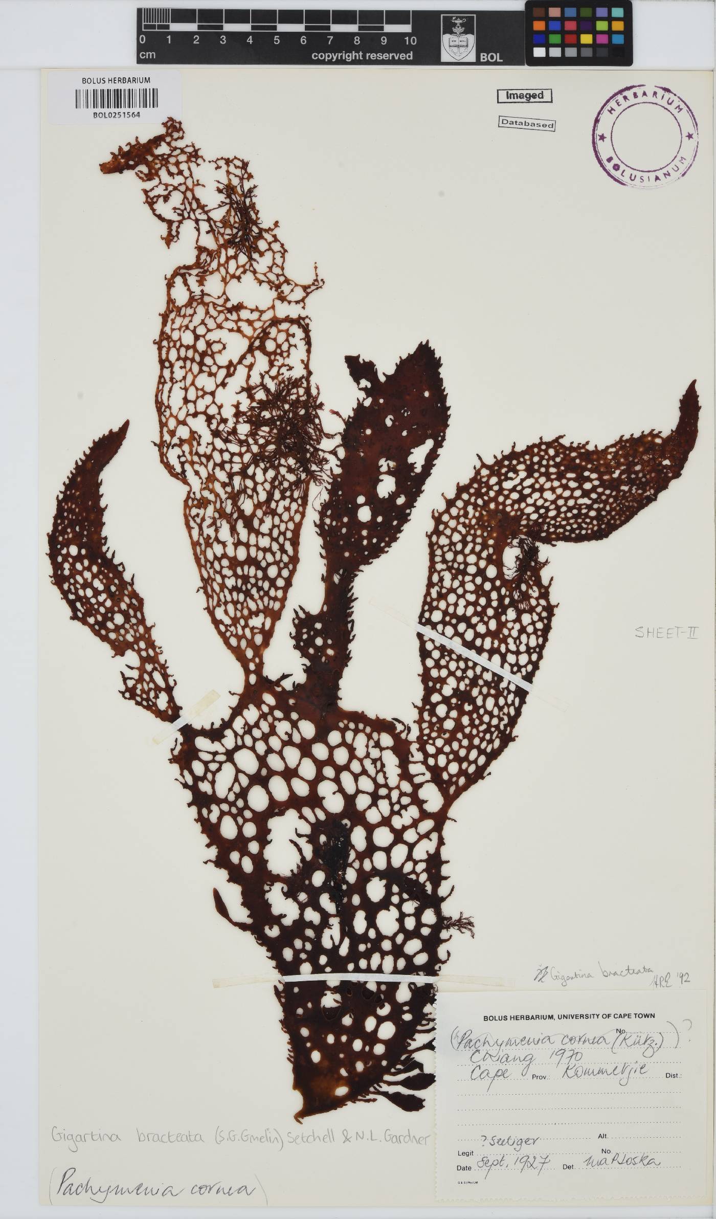 Gigartina bracteata image