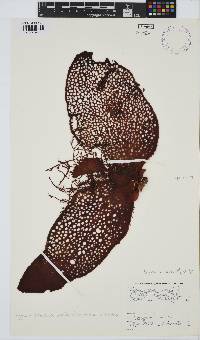 Gigartina bracteata image