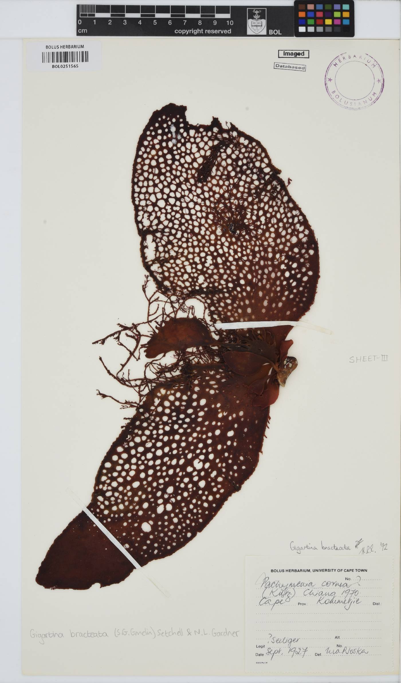 Gigartina bracteata image