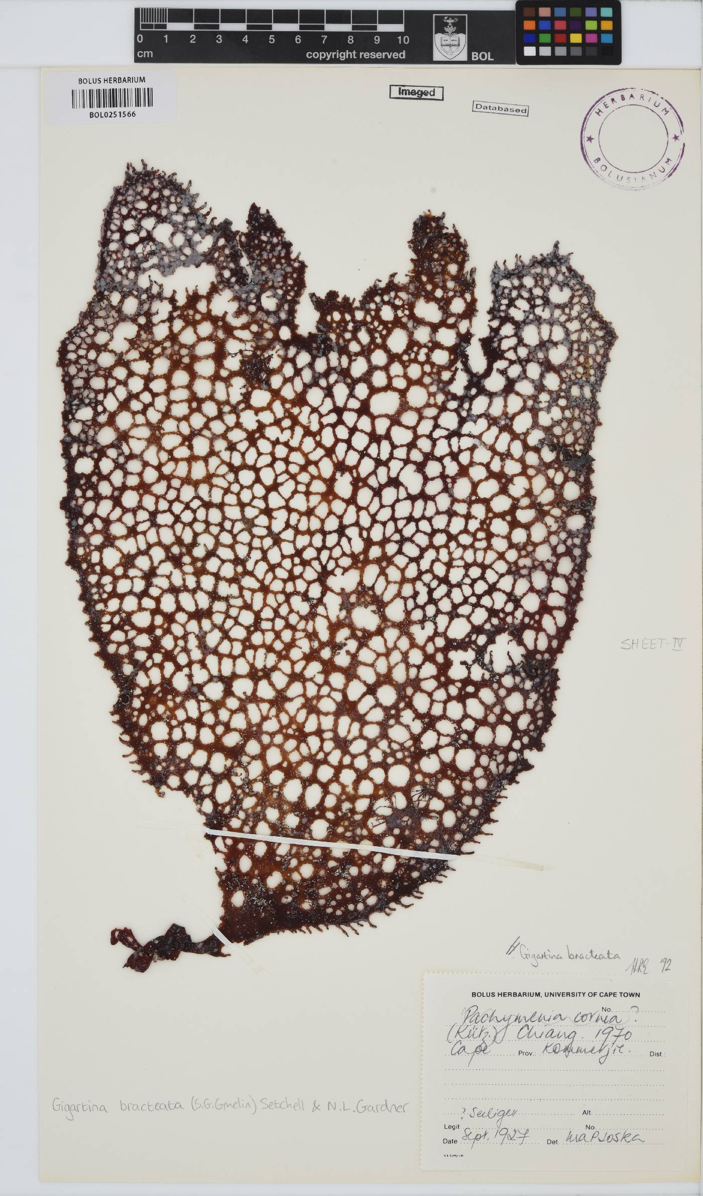 Gigartina bracteata image
