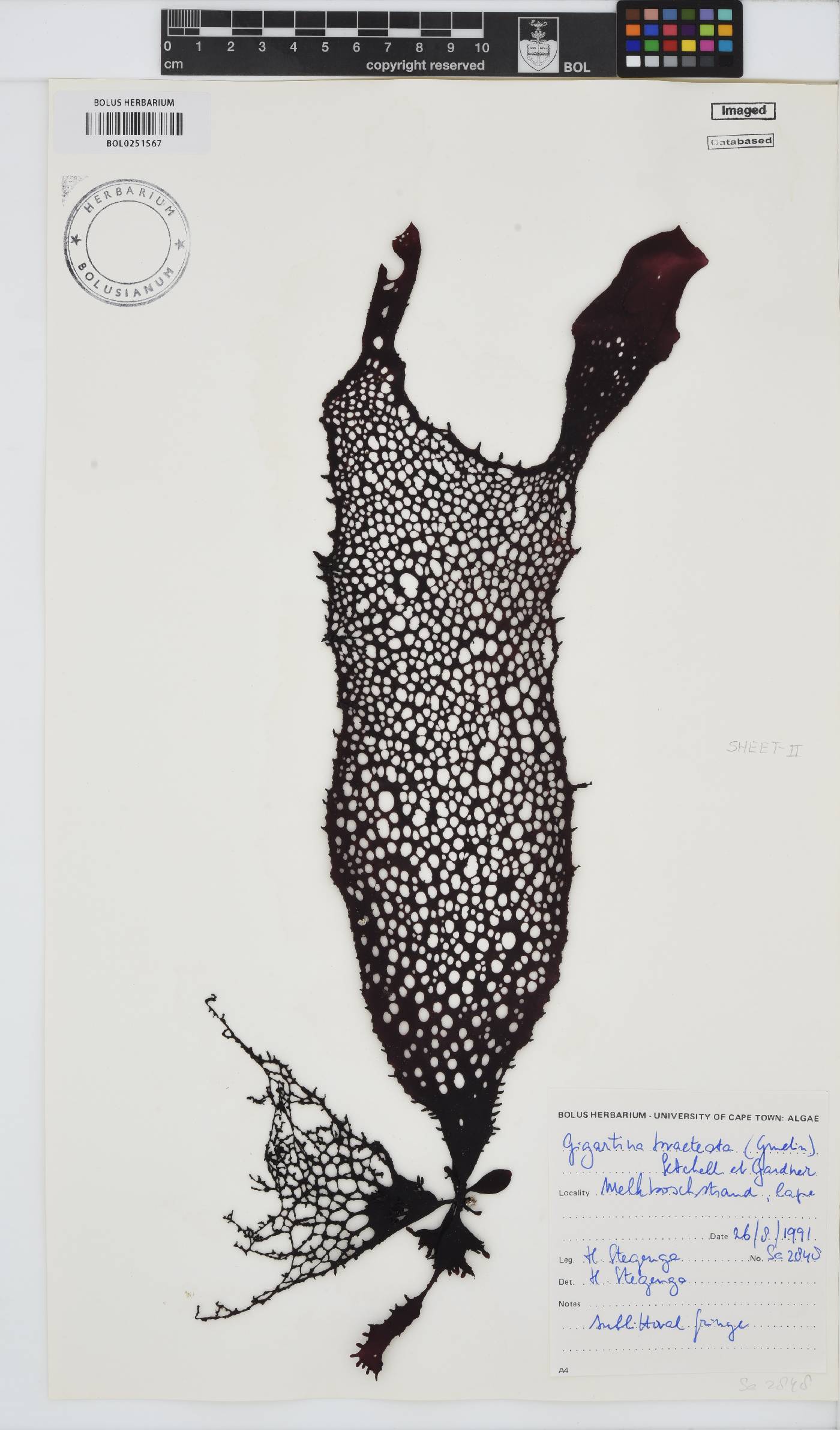 Gigartina bracteata image