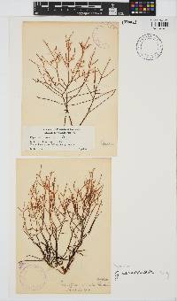 Image of Chondracanthus canaliculatus