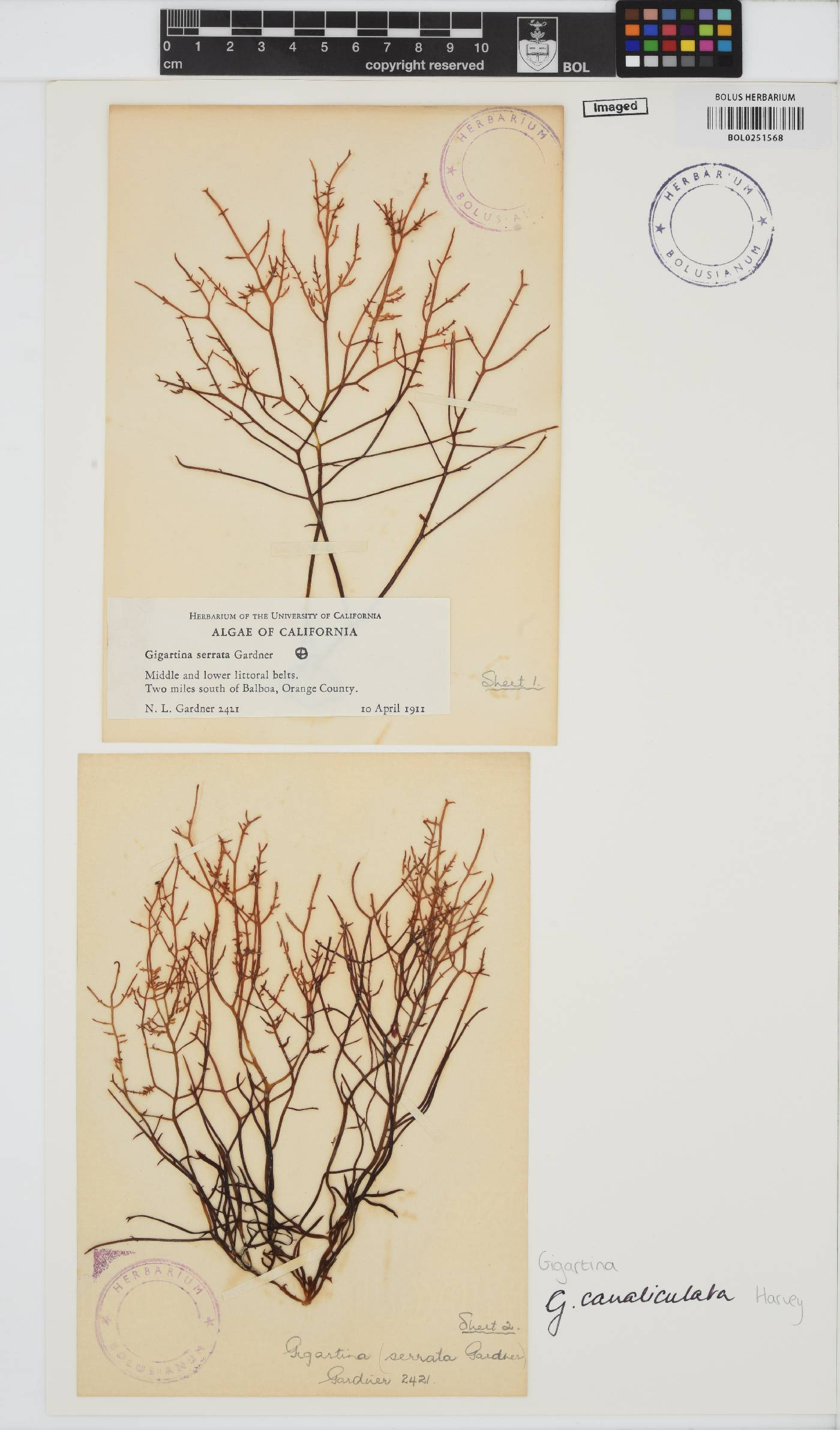 Chondracanthus canaliculatus image