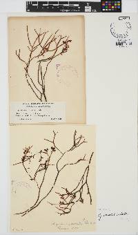 Chondracanthus canaliculatus image