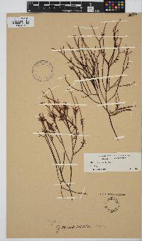 Chondracanthus canaliculatus image