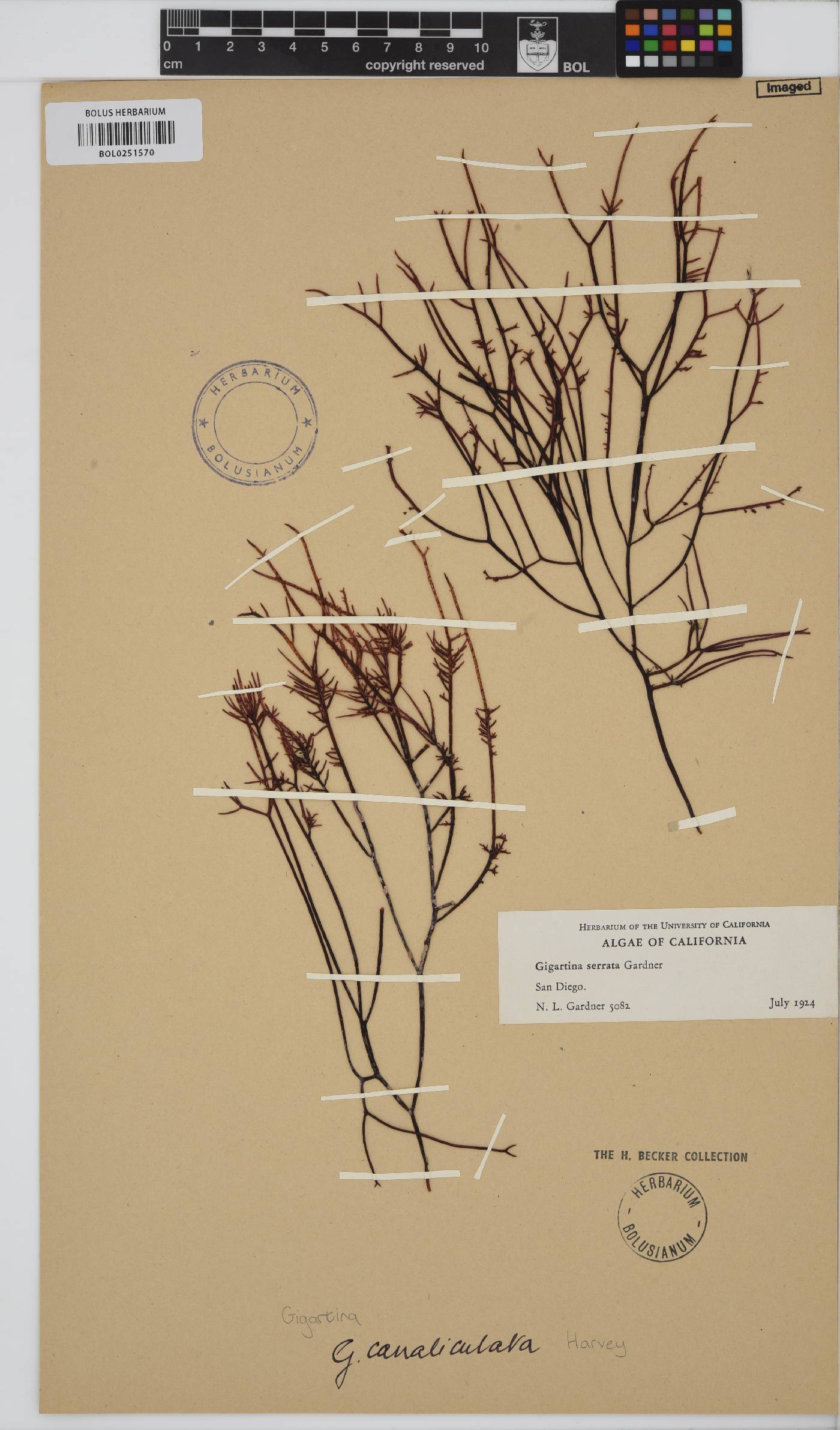 Chondracanthus canaliculatus image