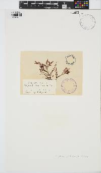 Chondracanthus canaliculatus image