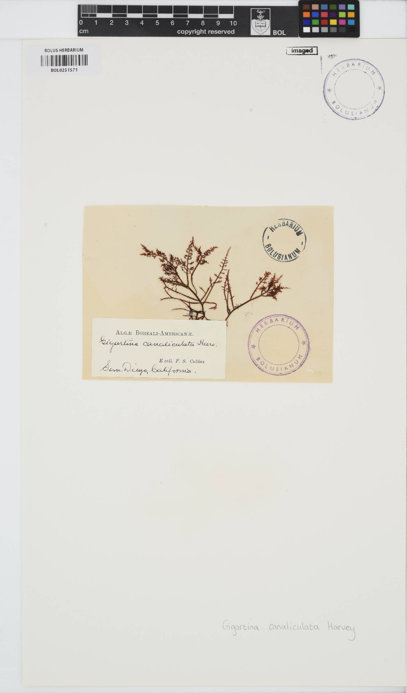 Chondracanthus canaliculatus image