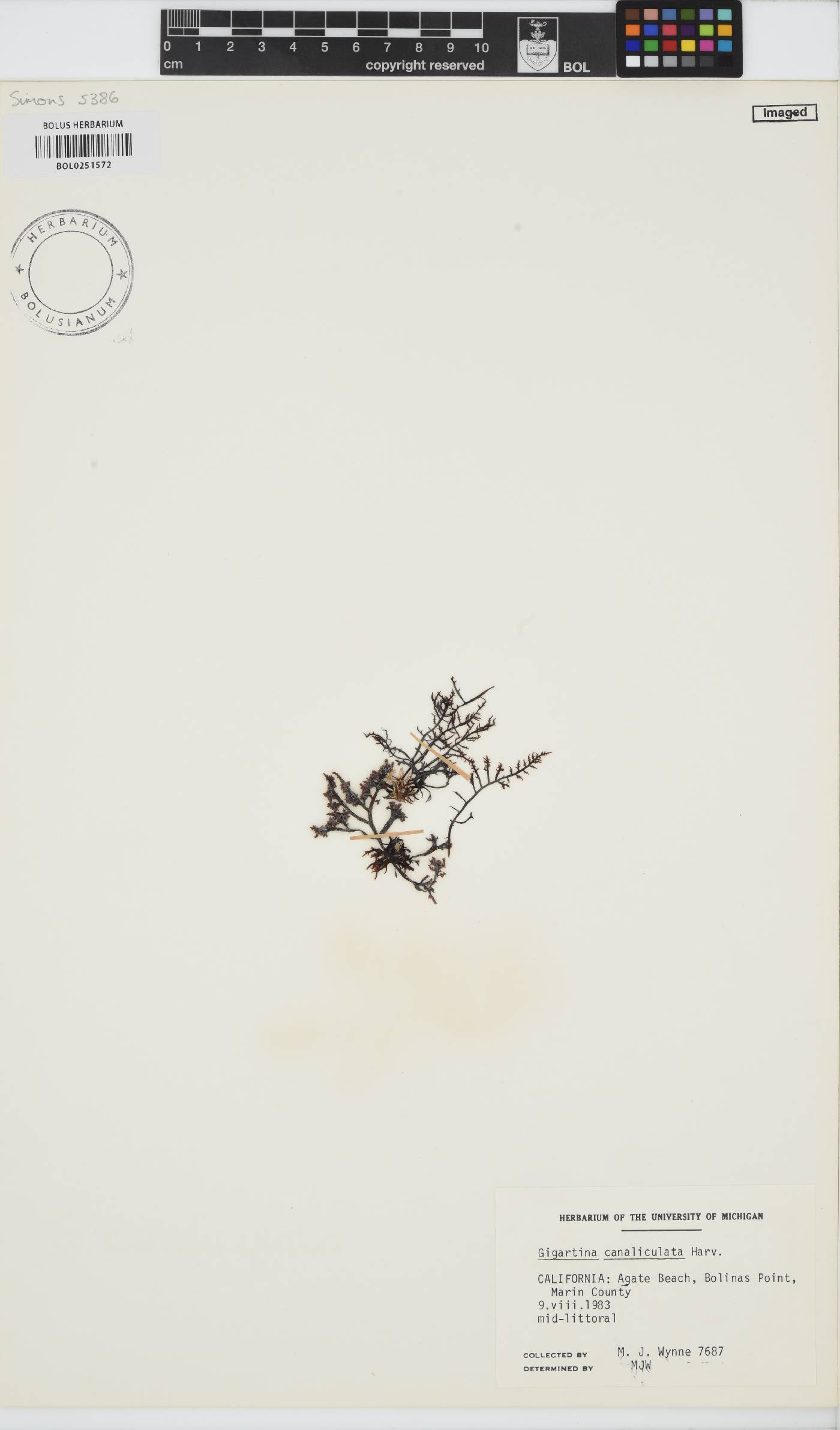 Chondracanthus canaliculatus image