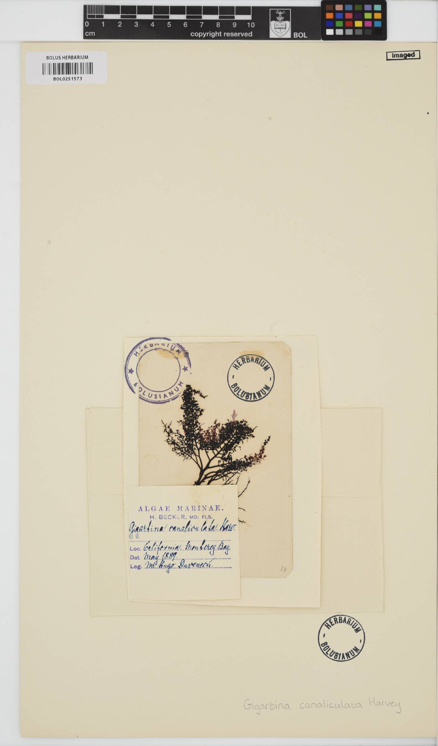 Chondracanthus canaliculatus image