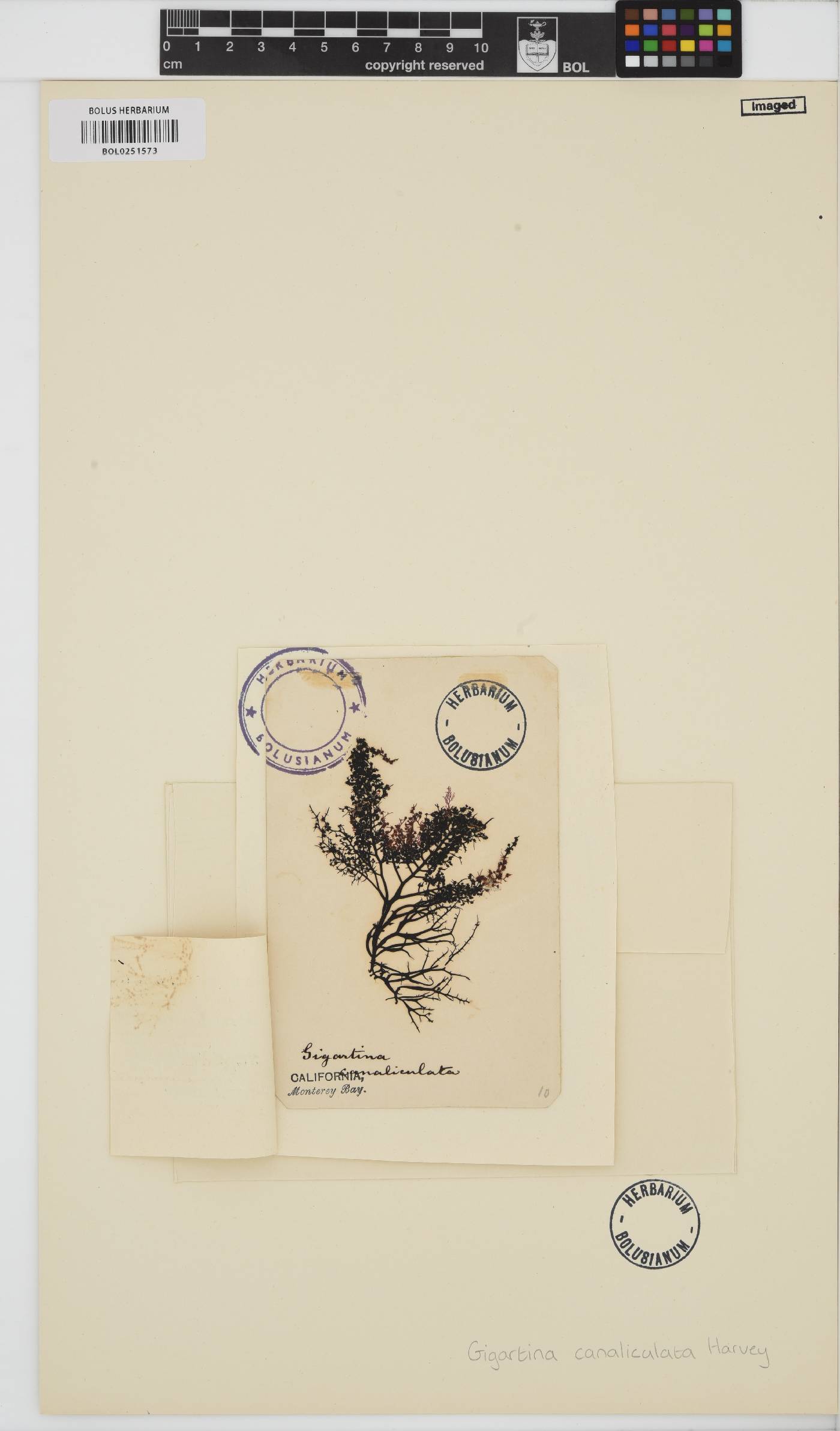 Chondracanthus canaliculatus image