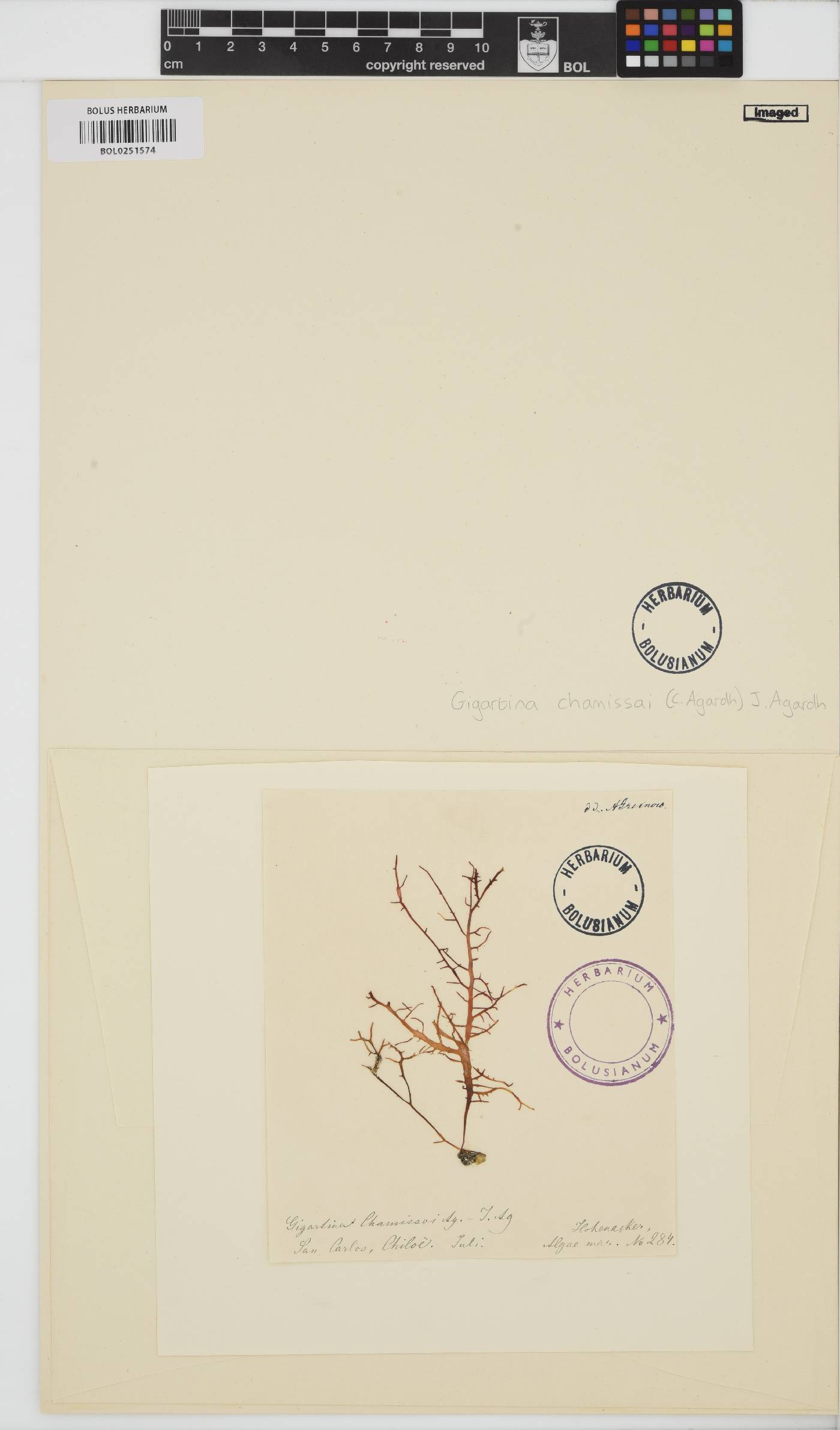Chondracanthus chamissoi image