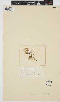 Image of Chondracanthus chapmanii