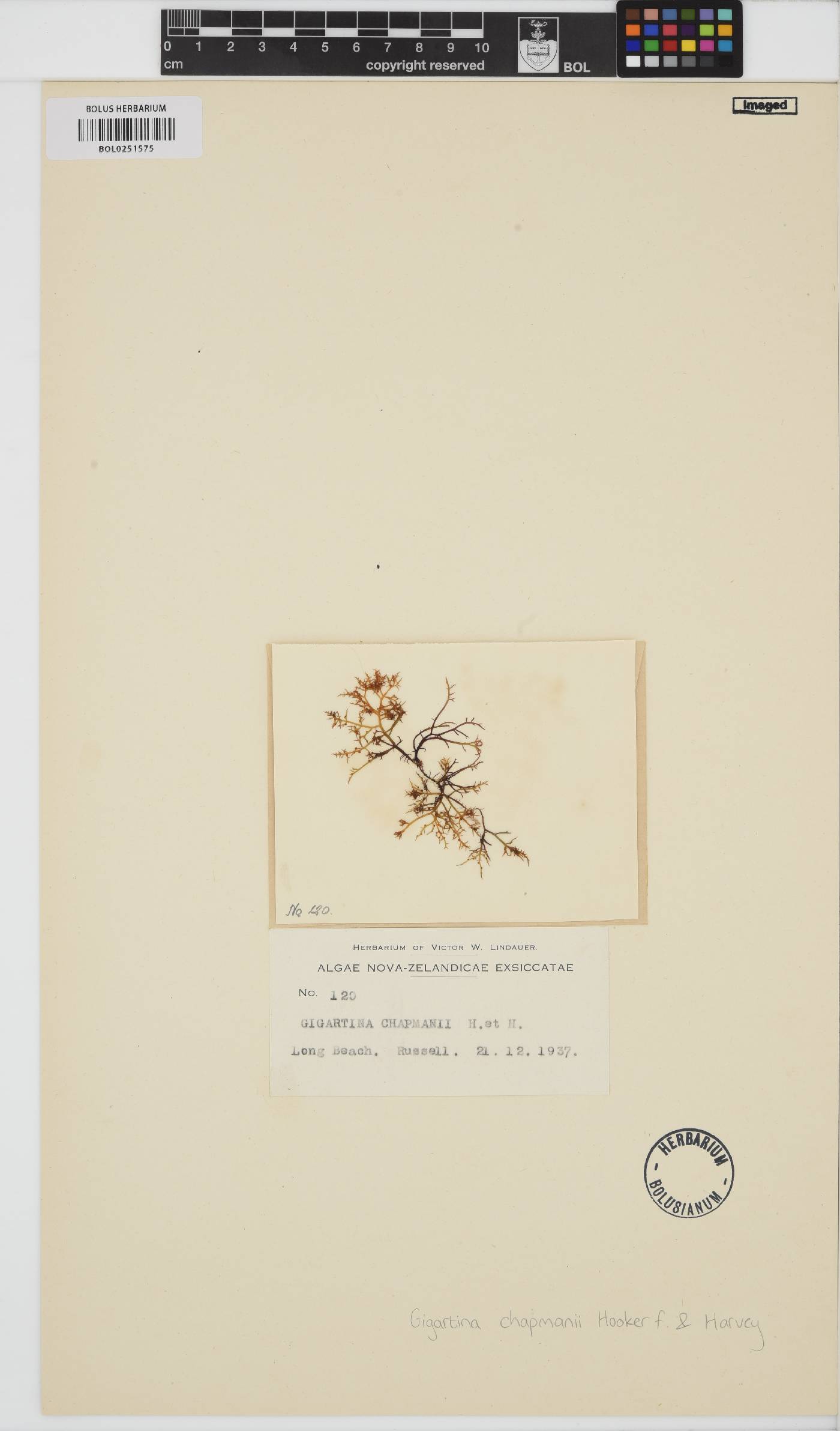 Chondracanthus chapmanii image
