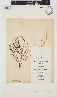 Image of Gracilaria bursa-pastoris