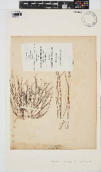 Gracilariopsis longissima image