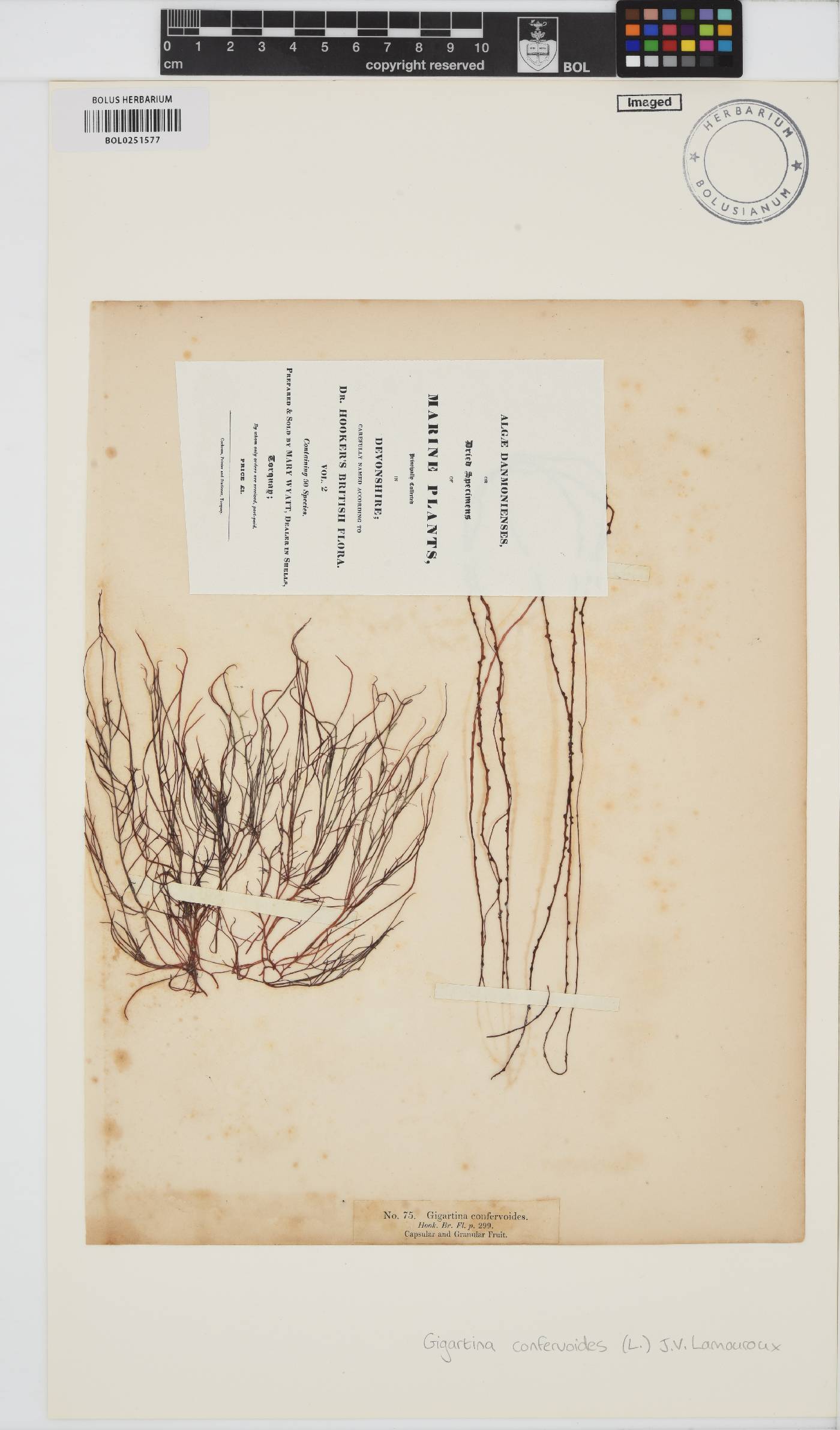 Gracilariopsis image