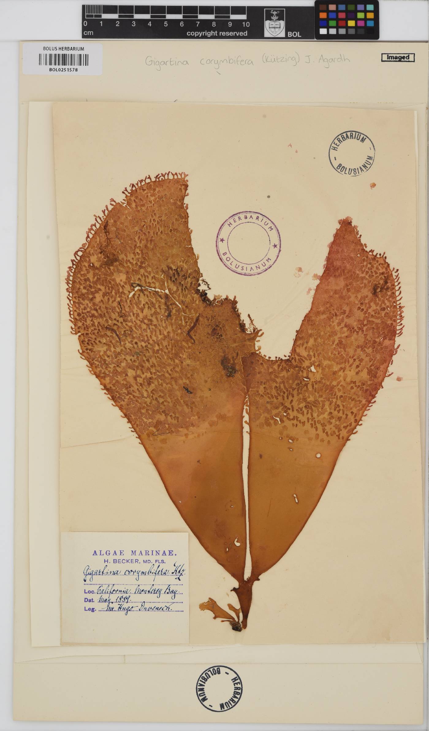 Chondracanthus corymbiferus image