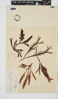 Image of Gigartina cranwelliae