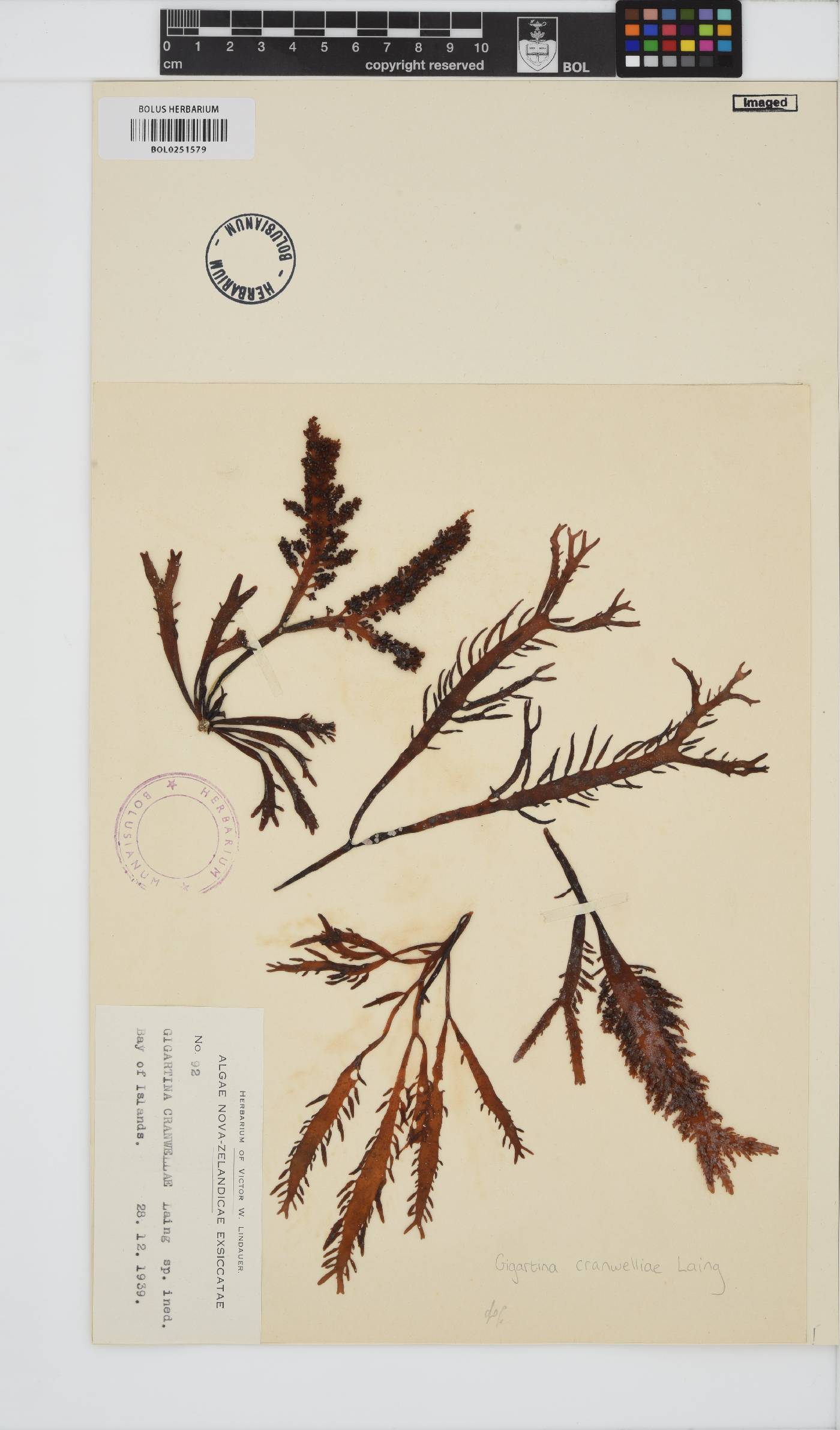Gigartina cranwelliae image