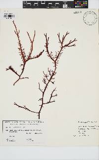 Image of Gigartina disticha