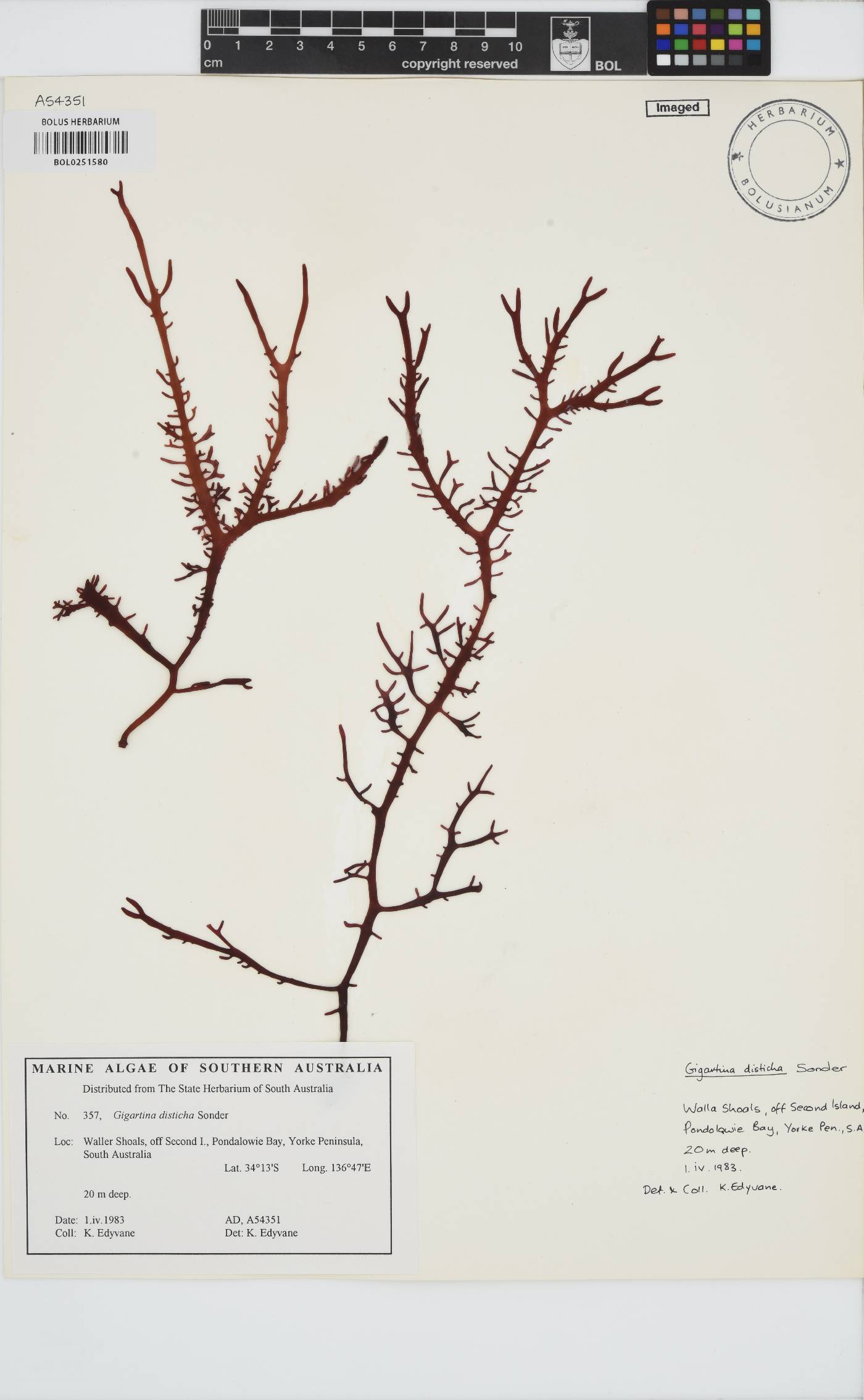 Gigartina disticha image