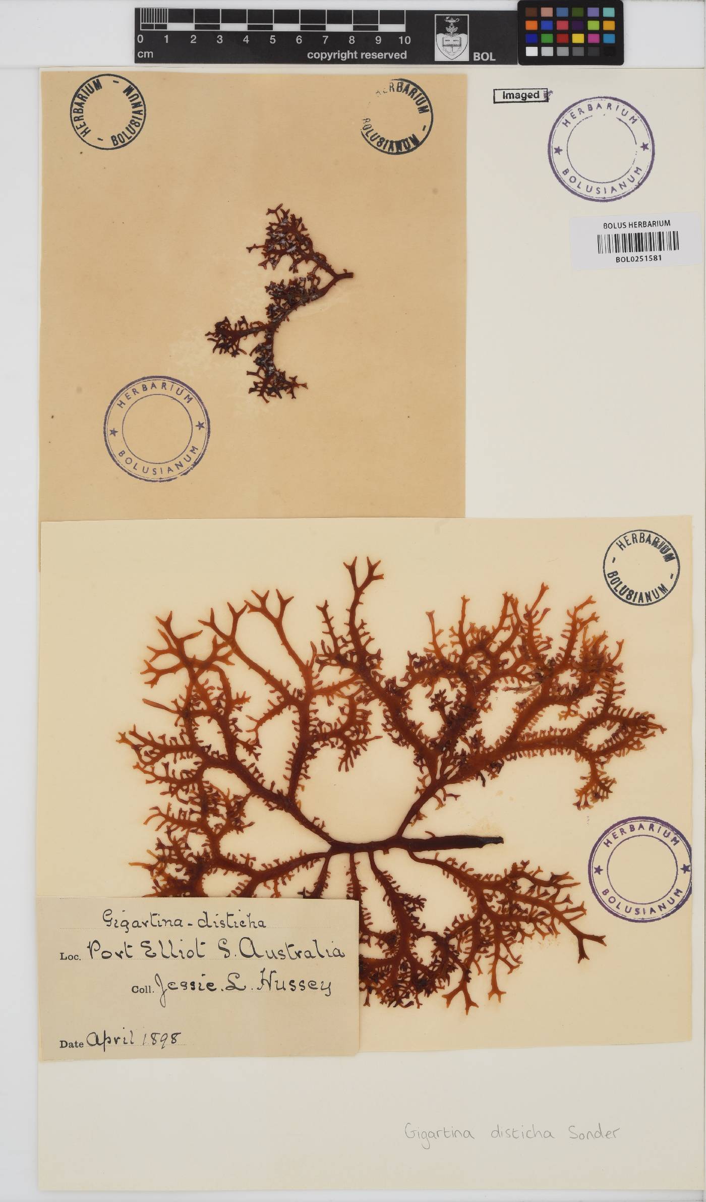 Gigartina disticha image