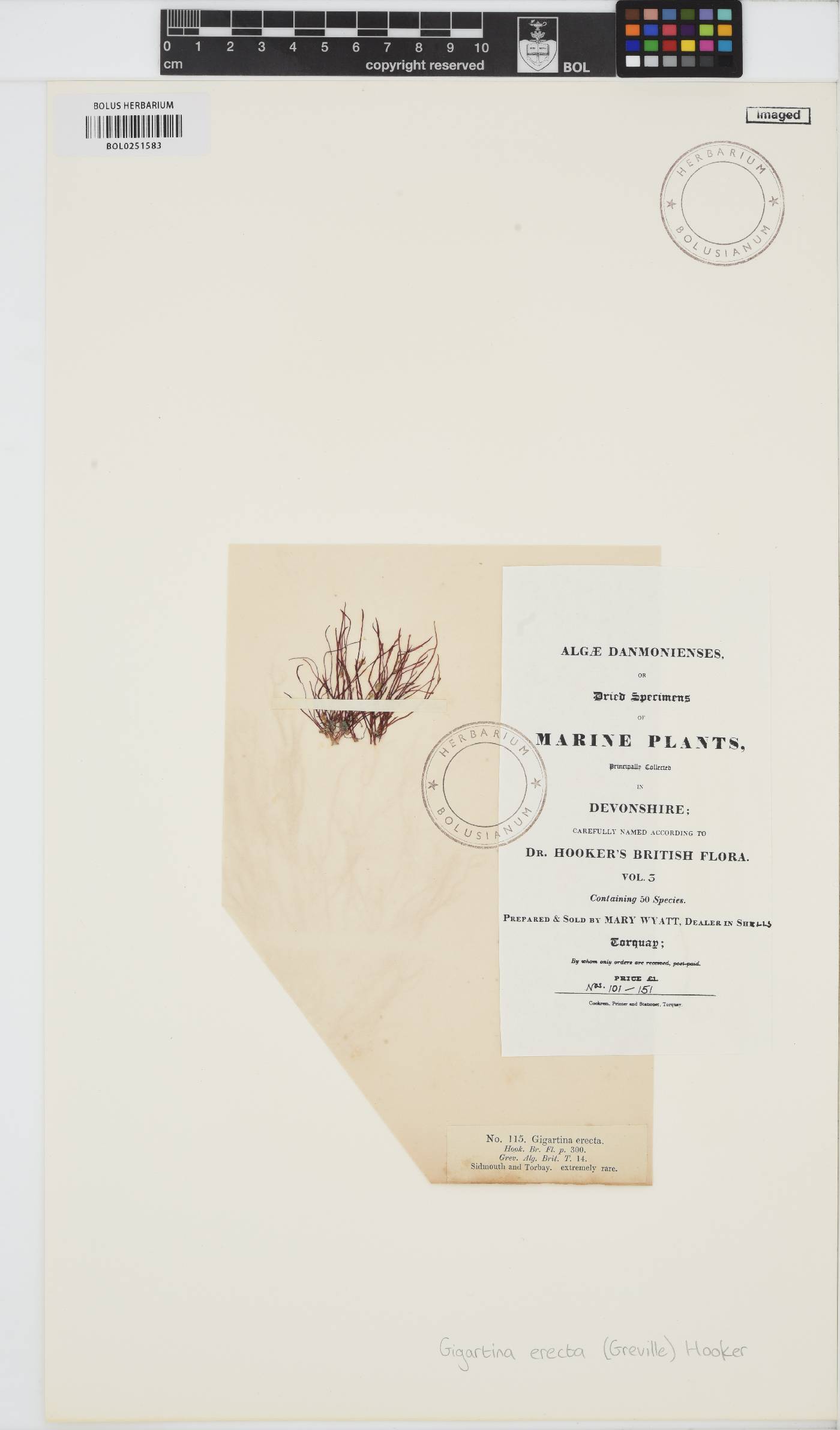 Gigartina erecta image