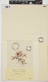 Chondracanthus acicularis image