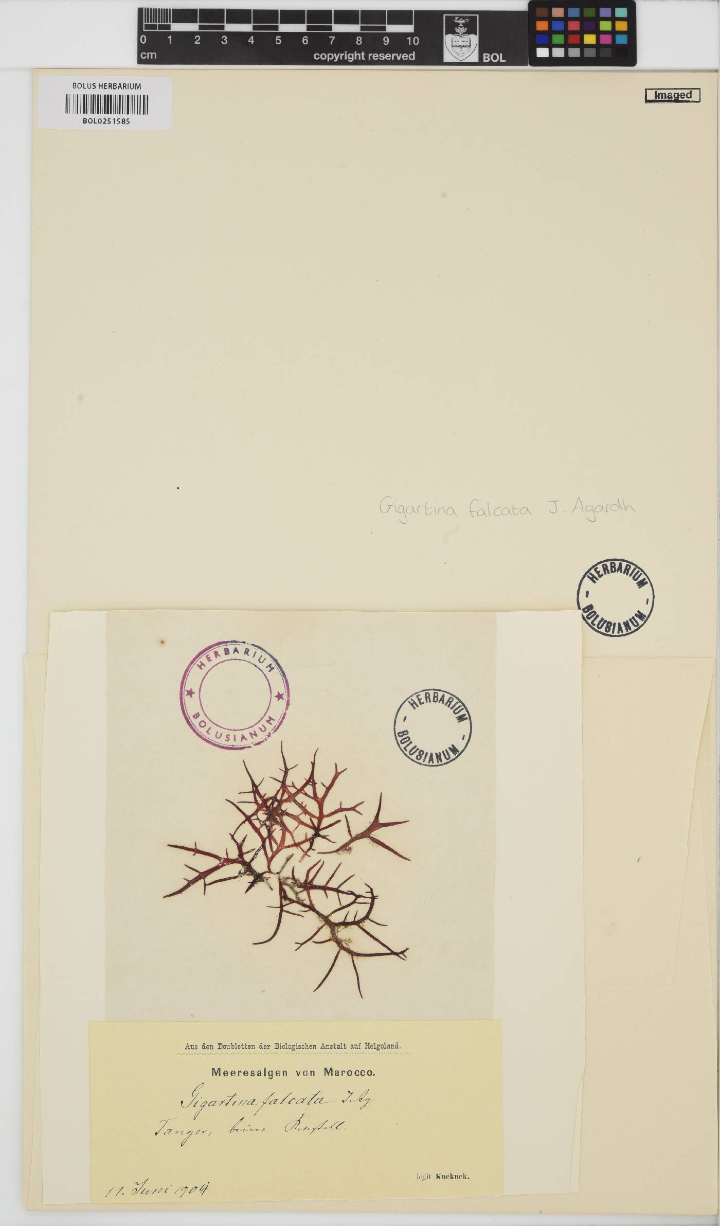 Chondracanthus acicularis image
