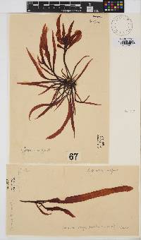 Gigartina insignis image