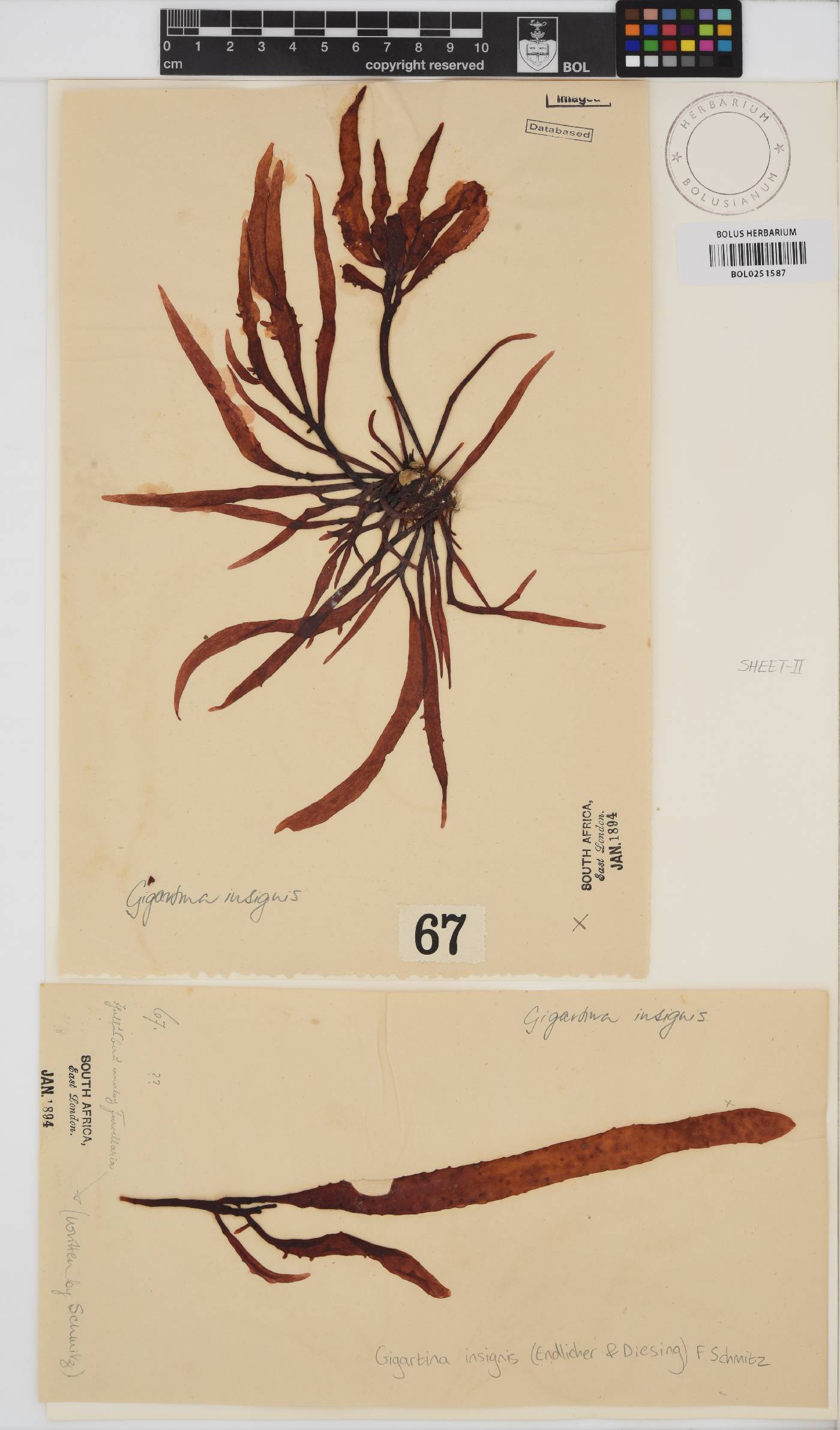 Gigartina image