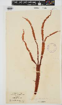 Gigartina insignis image