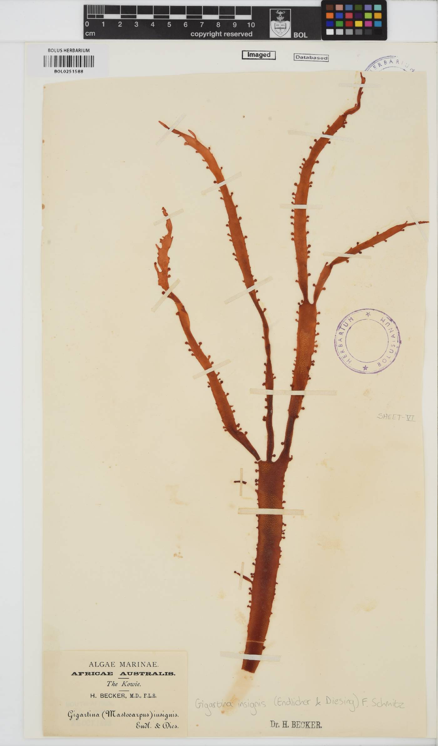 Gigartinaceae image