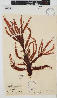 Gigartina insignis image