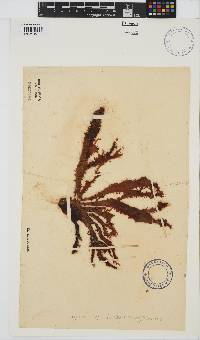 Gigartina insignis image